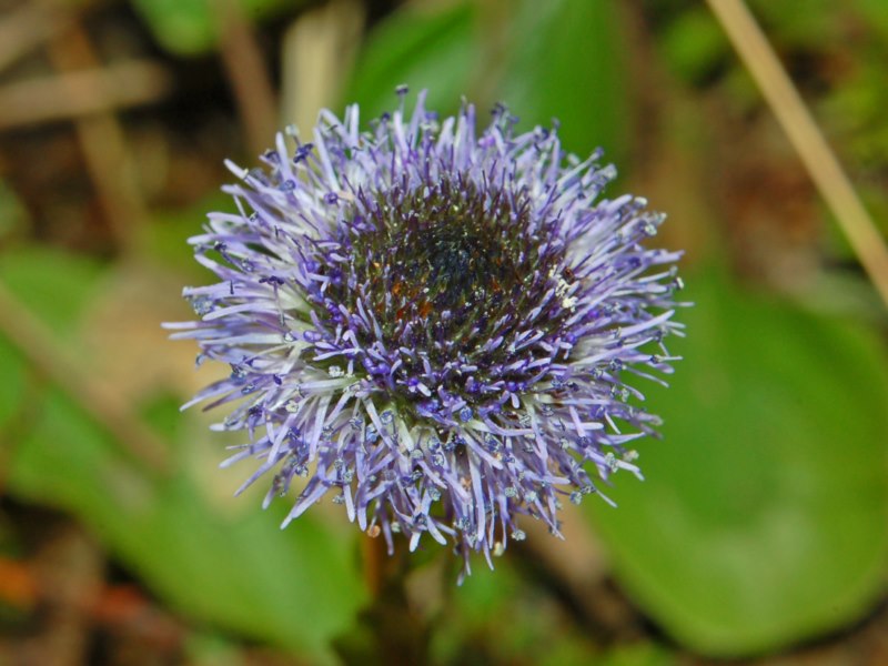 Globularia bisnagarica